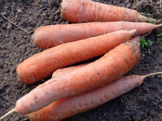 Морковь,болезни и вредители. Как уберечь урожай