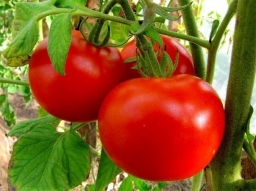 Пять приёмов не дать жировать томату. Повышаем урожайность!