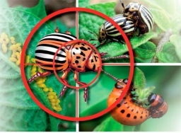58 народных способов борьбы с колорадским жуком