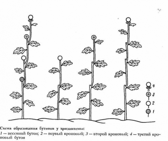 Как вырастить шикарные хризантемы