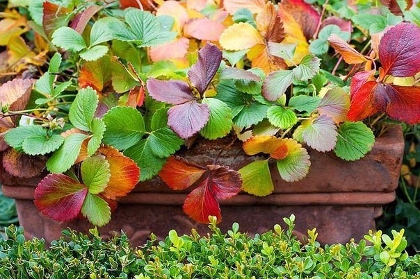 Почему краснеют листья у клубники?