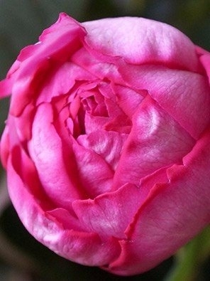 Розы сорта Yves Piaget