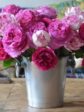 Розы сорта Yves Piaget