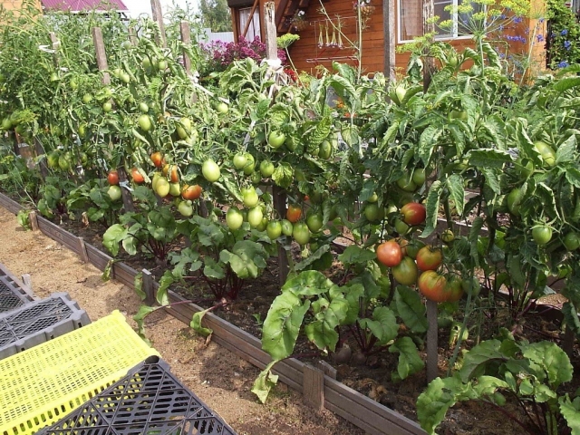 Рекомендации по выращиванию томатов в открытом грунте :