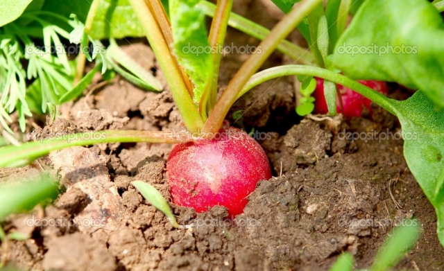 Почему редис уходит в стрелку, не завязывая корнеплод, или образует мелкие грубые корнеплоды?