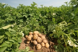Девять советов по выращиванию картофеля.