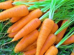 Эффективный способ посадки моркови 