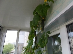 Как вырастить огурцы на балконе