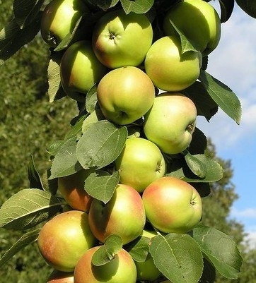 Сорта колоноивидных яблонь