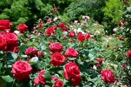 Как избавится от тли на розах народными средствами