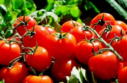 10 способов повышения урожая томатов!!!