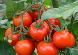 Фитофтора: как избавить томаты от злостного недуга 