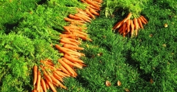 Рецепт подкормки, после которой морковь быстро идет в рост