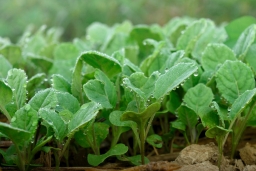 11 секретов выращивания рассады капусты