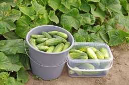 Лучшие удобрения для огородных овощей: полезные советы.