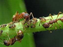Избавляемся от муравьев: 14 способов