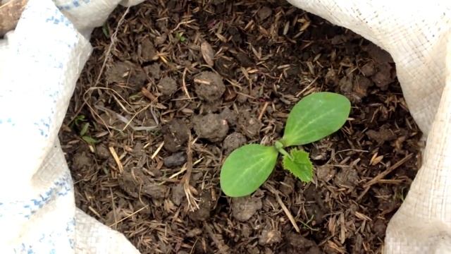 Супер способ выращивание кабачков на балконе / От семечки до урожая