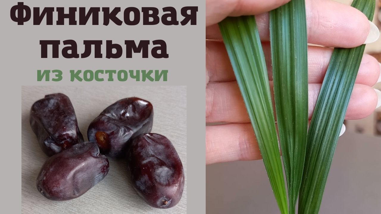 Финиковая пальма из косточки в домашних условиях. Без заморочек.