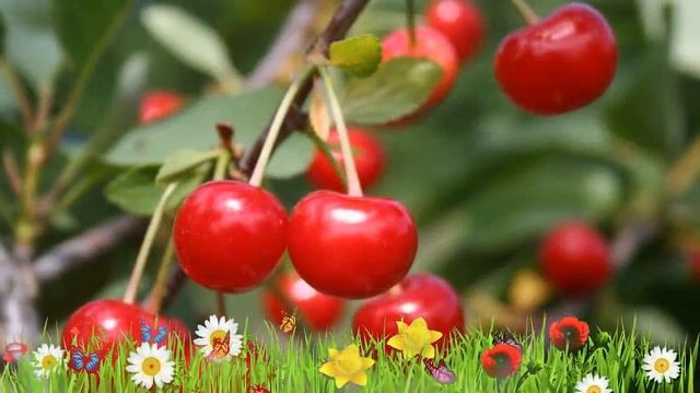 Вишня обыкновенная Любская ? Обзор: посадка и уход. саженцы, крупномеры: описание и особенности