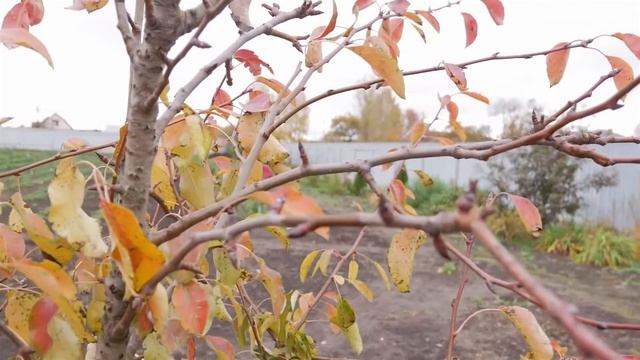 ОБРЕЗКА ГРУШИ ОСЕНЬЮ. КАК ПРАВИЛЬНО ОБРЕЗАТЬ ГРУШУ.