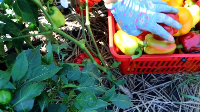 Не забудьте это сделать! Сладкий перец: как ускорить созревание в открытом грунте или теплице