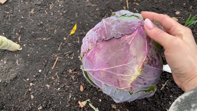 ЭТИ СОРТА КАПУСТЫ ОБЯЗАТЕЛЬНО БУДУ САЖАТЬ НА СЛЕДУЮЩИЙ СЕЗОН!