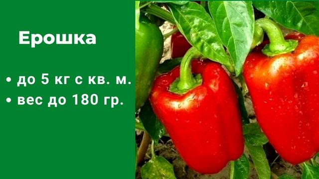 15 самых лучших сортов перца для открытого грунта в средней полосе