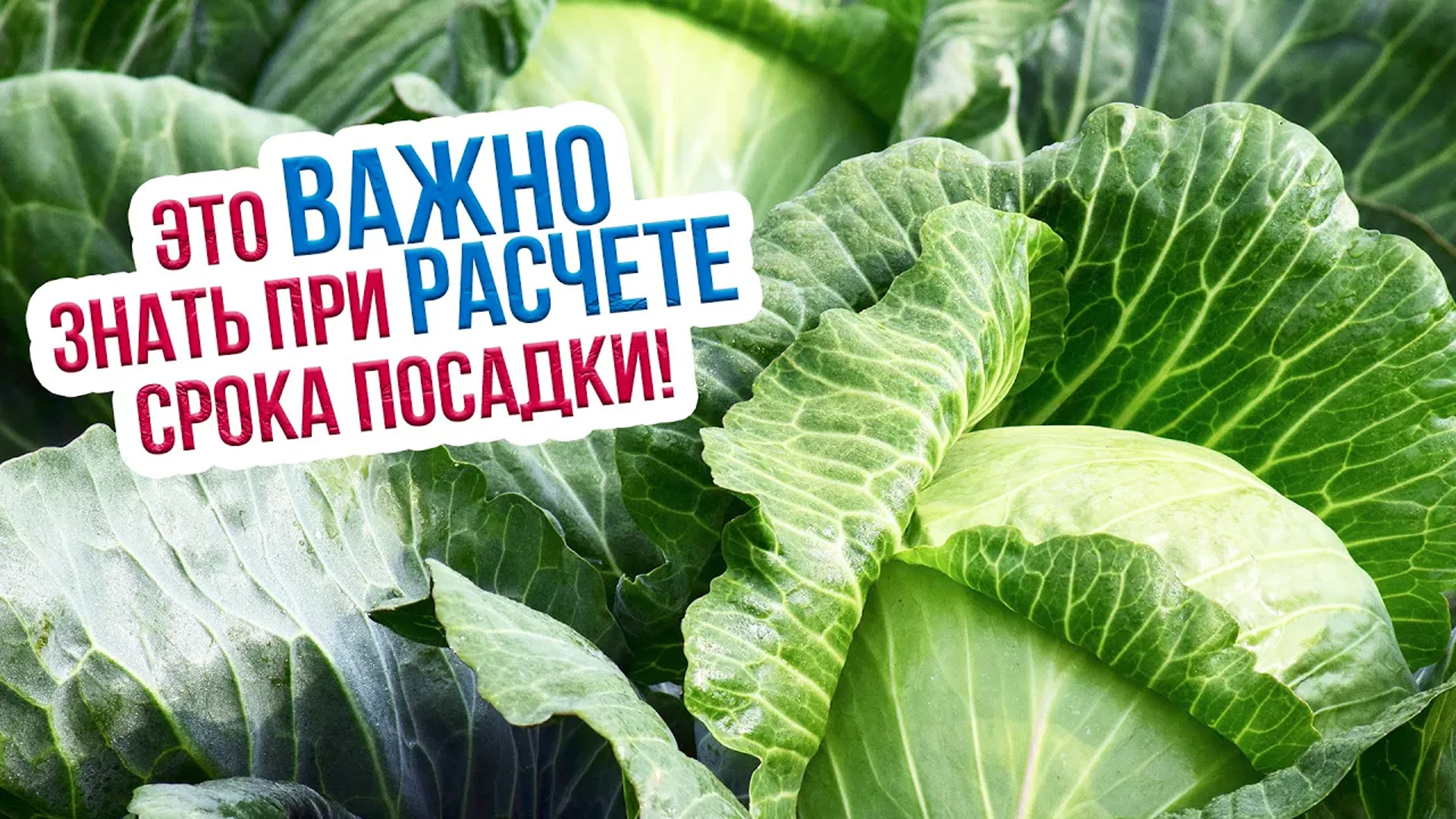 Лучшие сорта капусты для посадки ранние, средние и поздние. Когда сажать капусту на рассаду