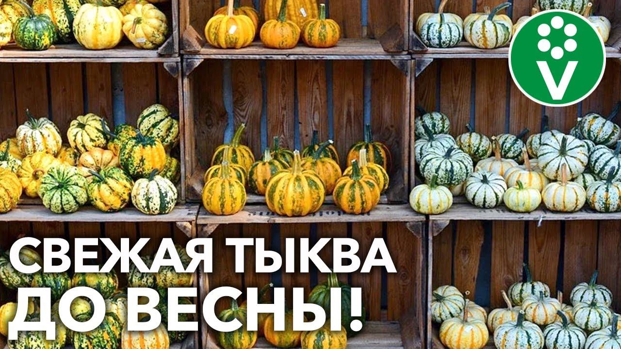 СОХРАНИТЬ ТЫКВУ ДО ВЕСНЫ РЕАЛЬНО И ОЧЕНЬ ПРОСТО! Узнайте, как!