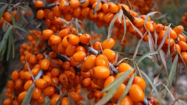 ЛУЧШИЕ СОРТА ОБЛЕПИХИ || ОБЛЕПИХА. УРОЖАЙНЫЕ СОРТА