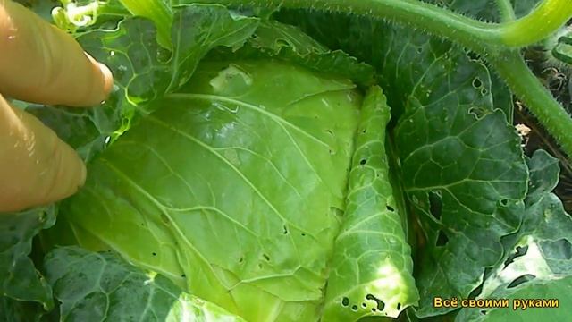 Самая Лучшая,Урожайная Капуста Сорт Слава.Без Проигрышный Сорт Капусты.