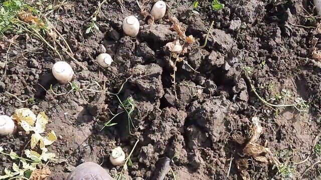 Урожай дайкон и репы. Уборка на хранение.4 октября 2023 г.