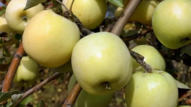 Яблоня Антоновка - описание сорта Антоновка