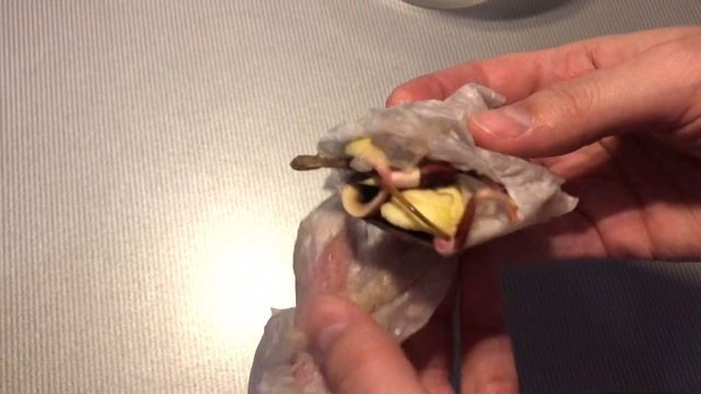 Как вырастить манго из косточки в домашних условиях