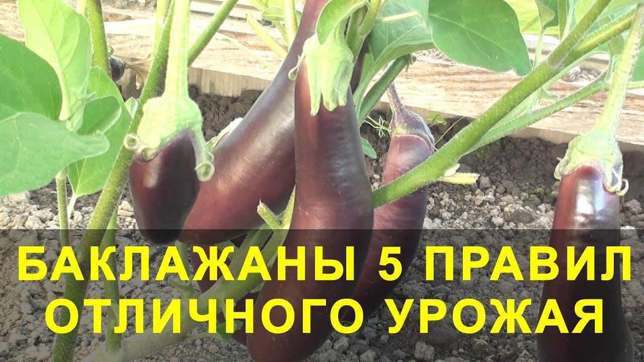 Баклажаны 5 Правил Отличного Урожая. Выращивание баклажан / как вырасти баклажан?
