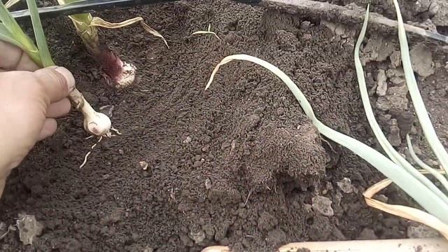Болезни чеснока. Фузариоз, корневые гнили. Фунгицид от гнилей.