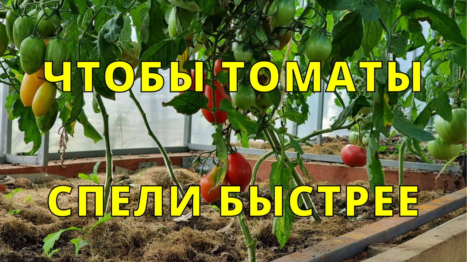 как ускорить созревание томата? почему не краснеют помидоры в теплице и что делать и как исправить