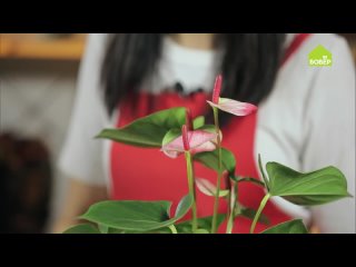 Антуриум. Пересадка и уход. Как ухаживать за мужским счастьем. СОВЕТЫ ФЛОРИСТА