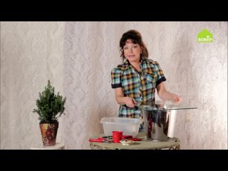 Как размножить канадскую ель. Правила размножения ели в горшке. Как размножить ель в горшке