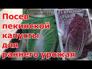 Посев пекинской капусты для раннего урожая. Выращивание пекинской капусты через рассаду в теплице