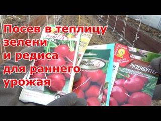 Посев редиса и зелени для раннего урожая в необогреваемую поликарбонатную теплицу.