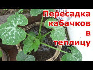 Высадка кабачков в теплицу. Очень удобный способ перевалки рассады в другие емкости.