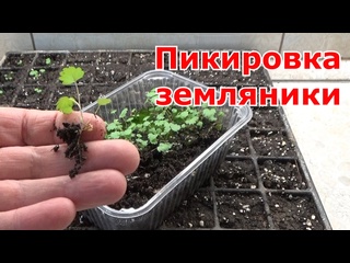 Пикировка рассады мелкоплодной земляники. Земляника из семян. Тонкости пересадки.