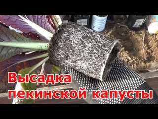 Выращивание пекинской капусты. Высадка пекинки в теплицу.