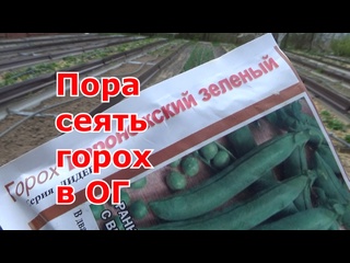 Пора сеять горох! Когда и как сажать горох в открытый грунт. Посев гороха. Подмосковье.