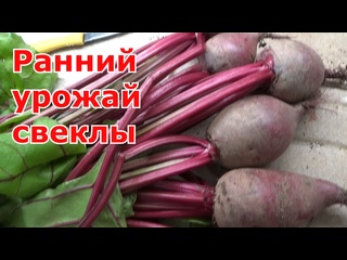 Урожай ранней свеклы через рассаду. Как вырастить раннюю свеклу в теплице.