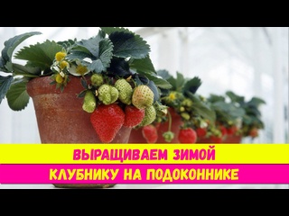 Клубника в домашних условиях: ягодный сад на подоконнике