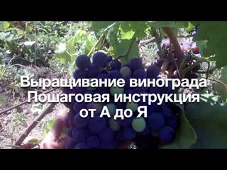 Выращивание винограда. Пошаговая инструкция от А до Я.