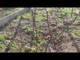 Обрезка осенью молодых саженцев винограда (посадки этого года). Нюансы обрезки.