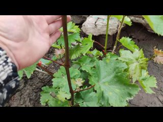 Вымерз практически весь виноград. Полный обзор виноградника Сергея Мансурова после зимы!!!???